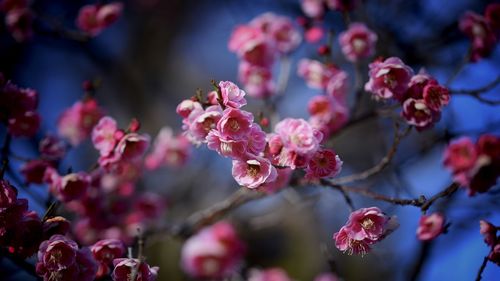 Close-up of pink cherry blossom