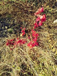 Close-up of red flowers