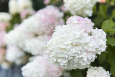 Close-up of pink hydrangea flowers