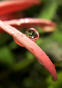 Close-up of water drops on red flower