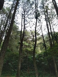 Low angle view of bamboo trees in forest