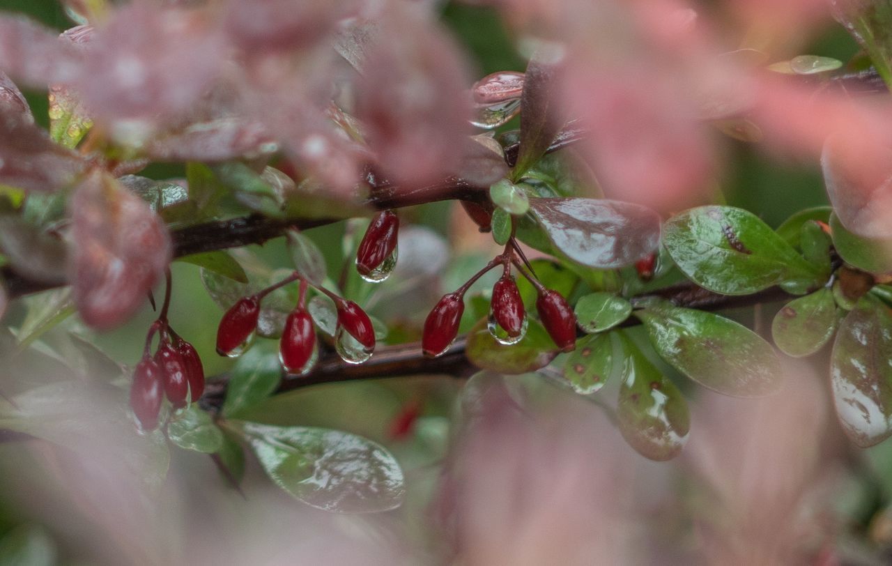 plant, leaf, plant part, nature, selective focus, branch, flower, food and drink, growth, close-up, food, produce, no people, macro photography, freshness, tree, beauty in nature, blossom, outdoors, fruit, environment, healthy eating, red, day, green, water, shrub