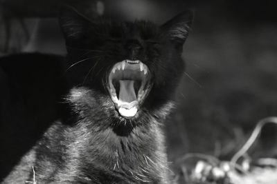 Close-up of cat yawning