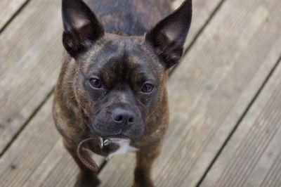 High angle portrait of dog on wood