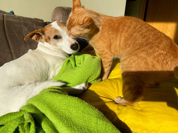 Close-up of dog lying on bed at home