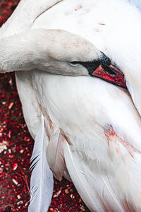 Close-up of a bird