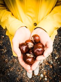 High angle view of hand holding mushrooms