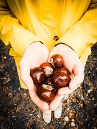 Low section of woman holding chestnuts while standing on field
