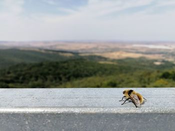 Side view of insect on landscape against sky