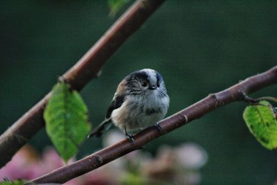 Close-up of long tailed tit  perching on branch