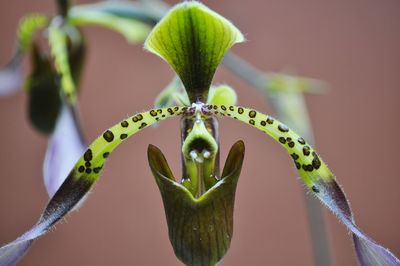 Close-up of succulent plant