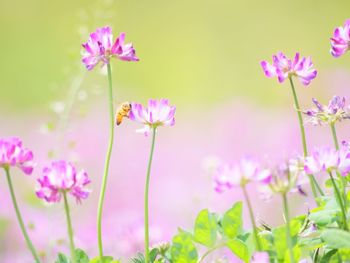 Close-up of pink flowering plant