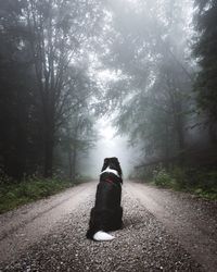 Rear view of dog on road