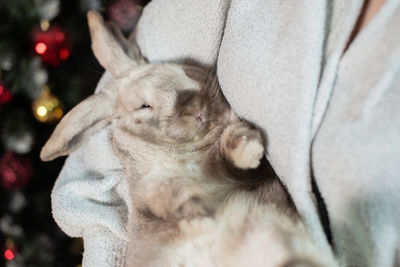 Cute lop-eared rabbit sleeps in the arms of a man near the christmas tree