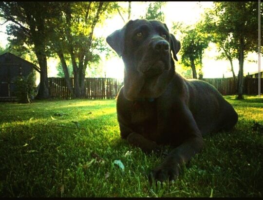 animal themes, one animal, mammal, pets, domestic animals, dog, grass, tree, sitting, sunlight, field, relaxation, park - man made space, looking away, green color, grassy, no people, day, outdoors, nature