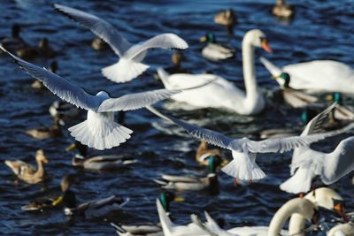 Birds flying over lake