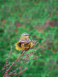 Close-up of bird perching on plant