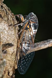 Close-up of insect on leaf