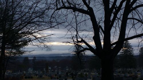 Bare trees against sky at dusk