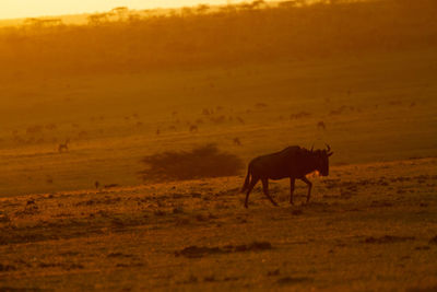 Side view of horse on field during sunset