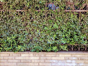 Ivy growing on wall