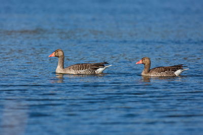 Ducks swimming in lake