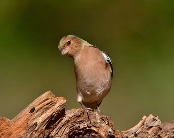 Close-up of bird perching on rock