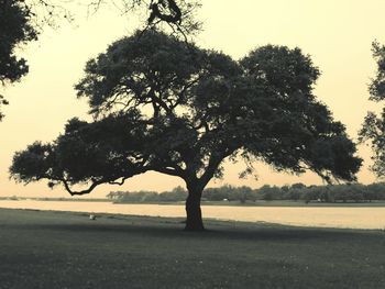 Trees on landscape