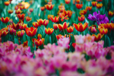 Close-up of pink tulips on field