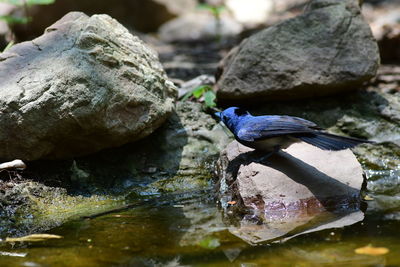 nature