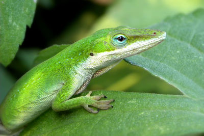 Close-up of a lizard on green leaf
