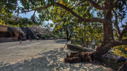 People walking by trees