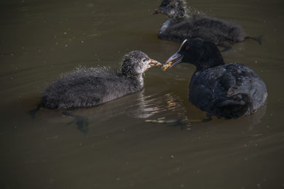 Ducks swimming in a lake