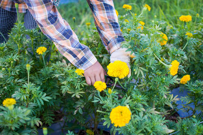 Midsection of hand holding flowers on plant