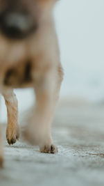 Close-up of a dog