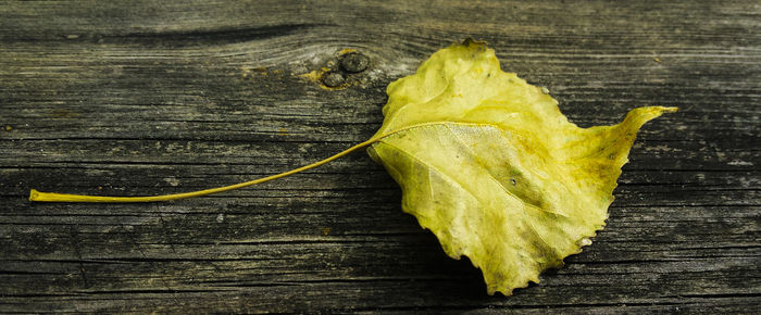 High angle view of leaf on wooden table