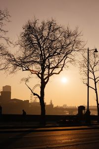 Silhouette of tree at sunset