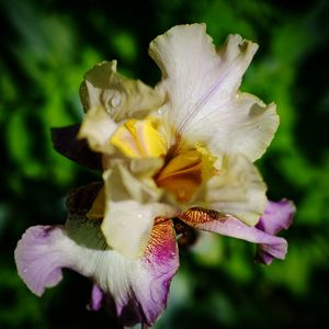 Close-up of flower blooming