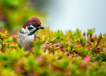 Close-up of bird perching on field