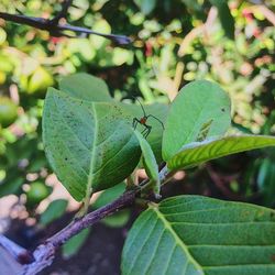 Close-up of insect on plant