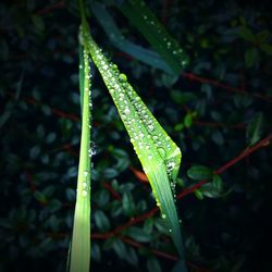 Close-up of water drops on leaf