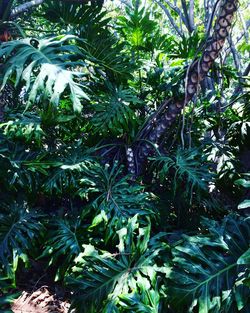 Full frame shot of green leaves