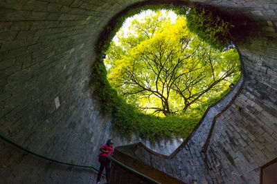 High angle view of trees in tunnel