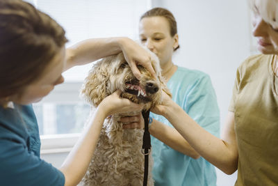 Female animal doctor examining dogs dental health in medical clinic