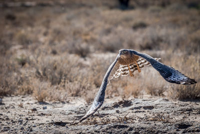 Close-up of pale chanting goshawk flying