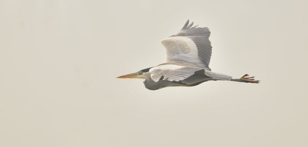 Bird flying against clear sky