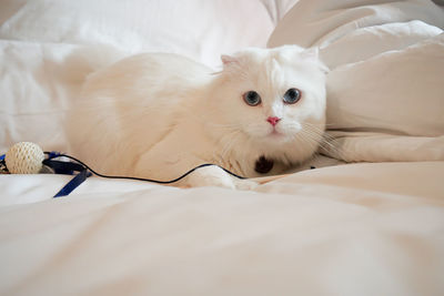 pet