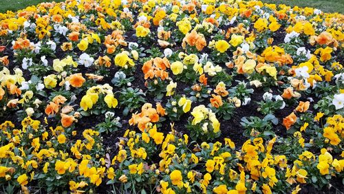 High angle view of yellow flowering plants in field