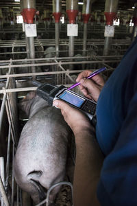 Salamanca, spain, pig farmer examining iberian pigs with a pda in a factory farm