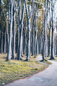 Trees in forest